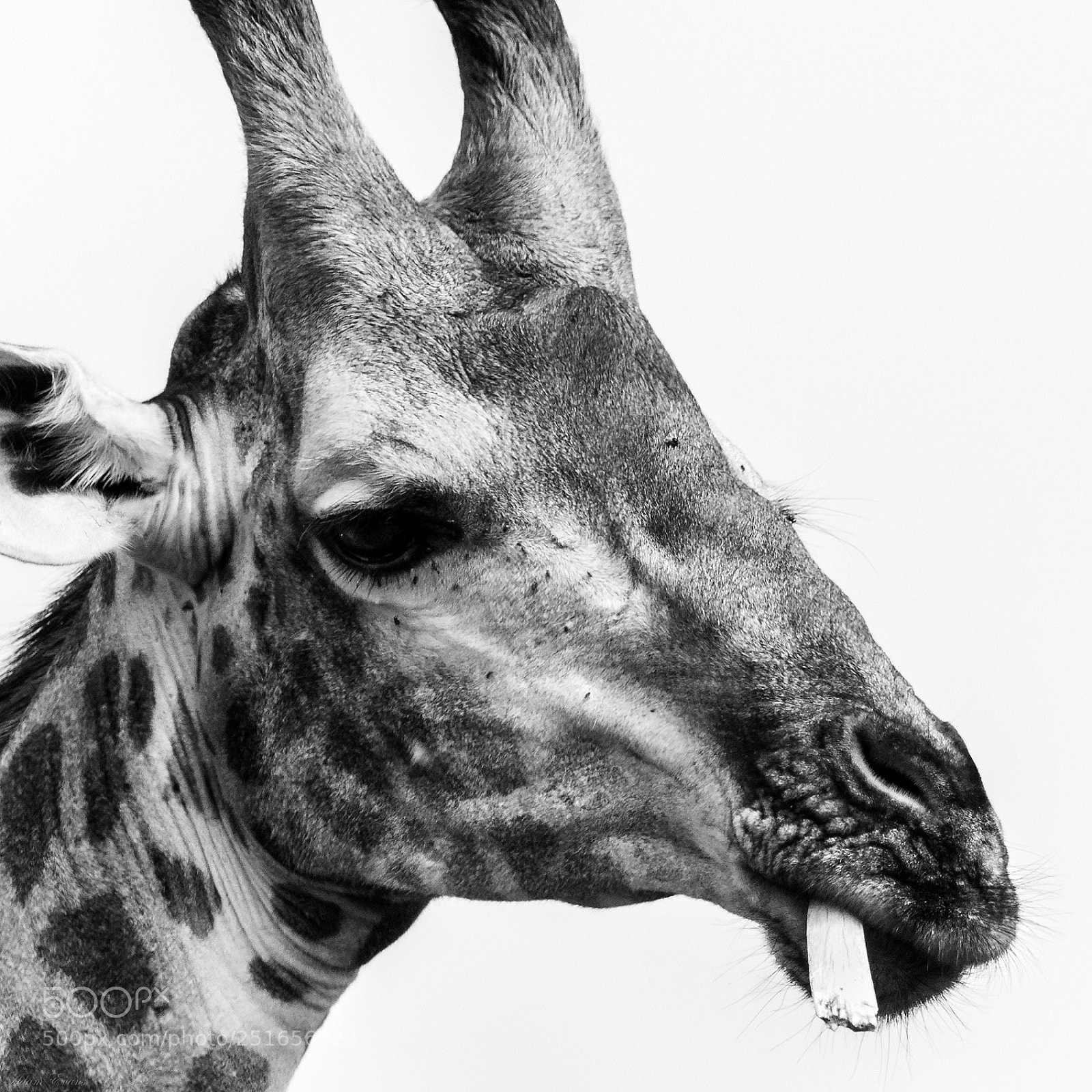 Nikon D300 sample photo. Giraffe photography