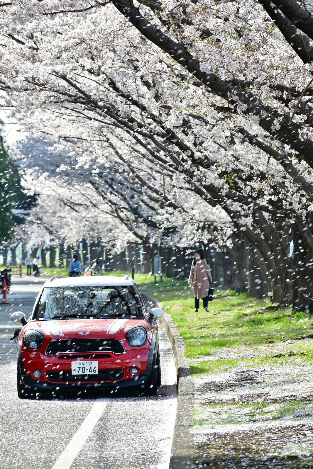 Nikon D7500 sample photo. 桜並木と愛車 photography