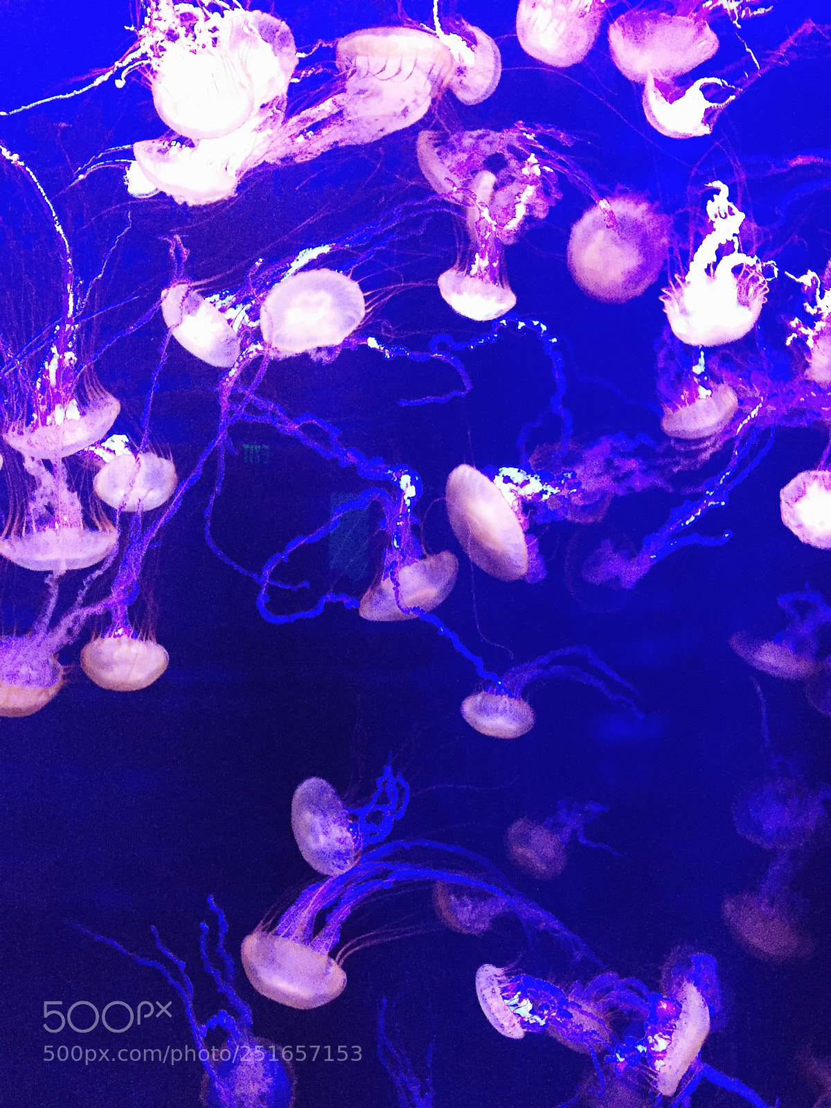 Apple iPhone 6 sample photo. Jellyfish photography
