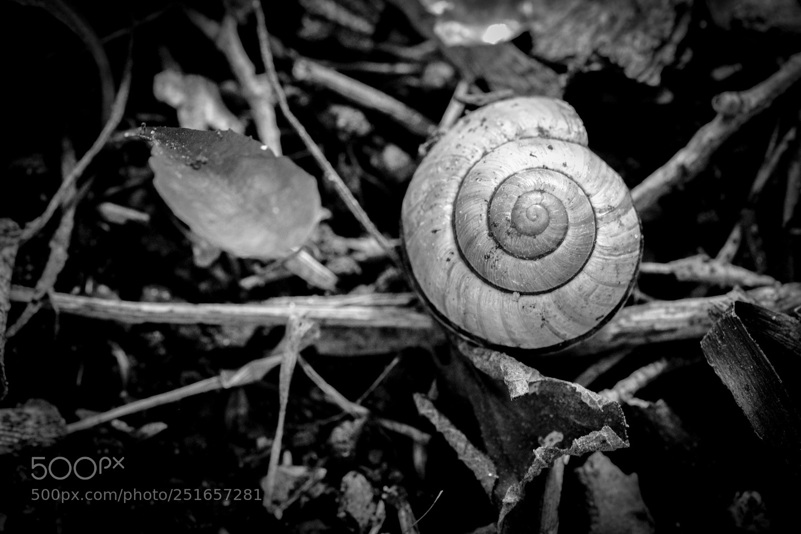 Nikon D600 sample photo. Snail detail photography