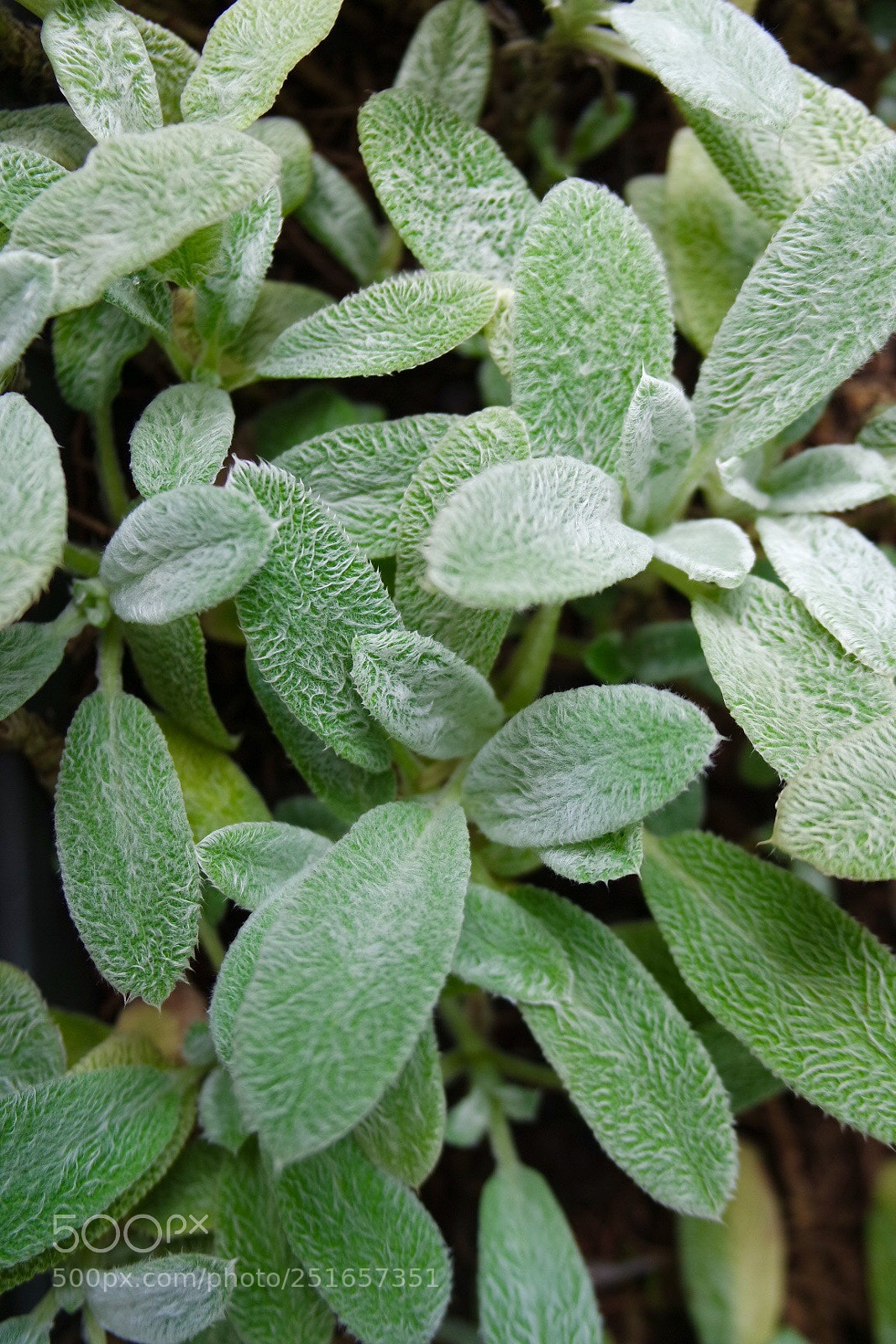 Samsung NX3000 sample photo. Green photography