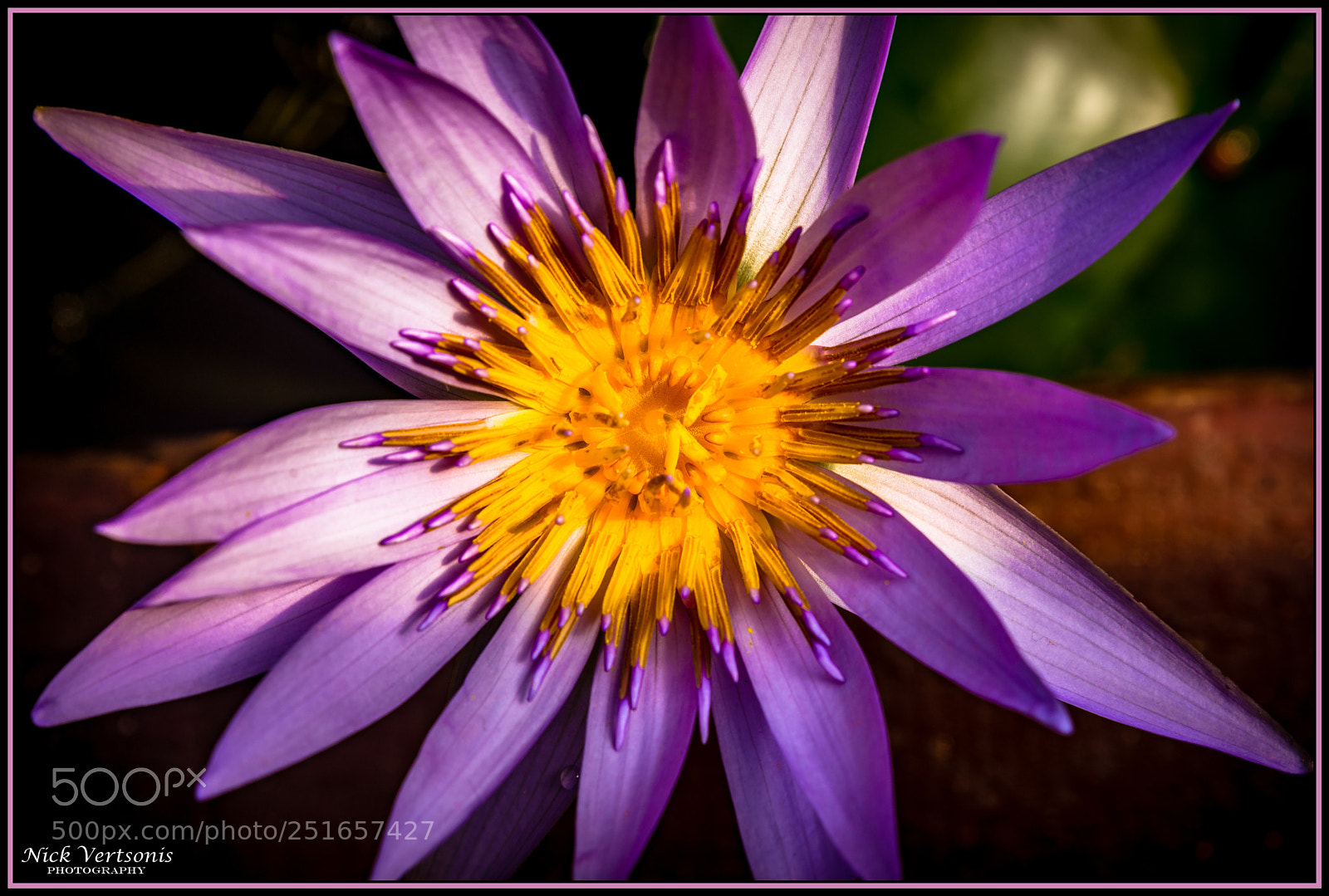 Nikon D7200 sample photo. Purple haze... photography