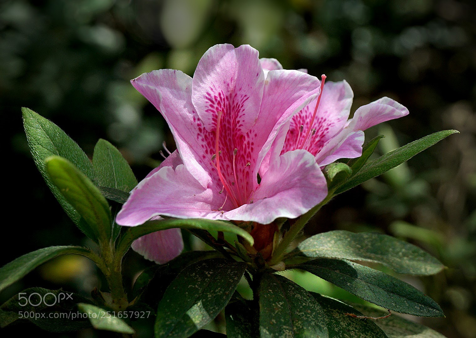 Sony a6000 sample photo. Hong kong city flower photography