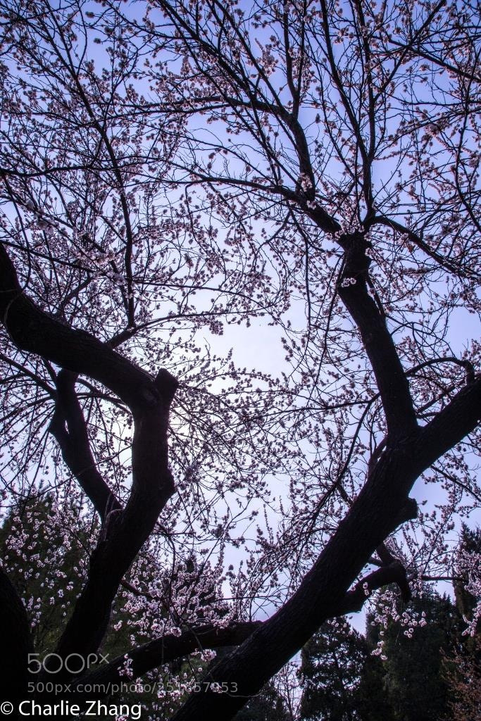 Canon EOS-1D X sample photo. Untitled photography