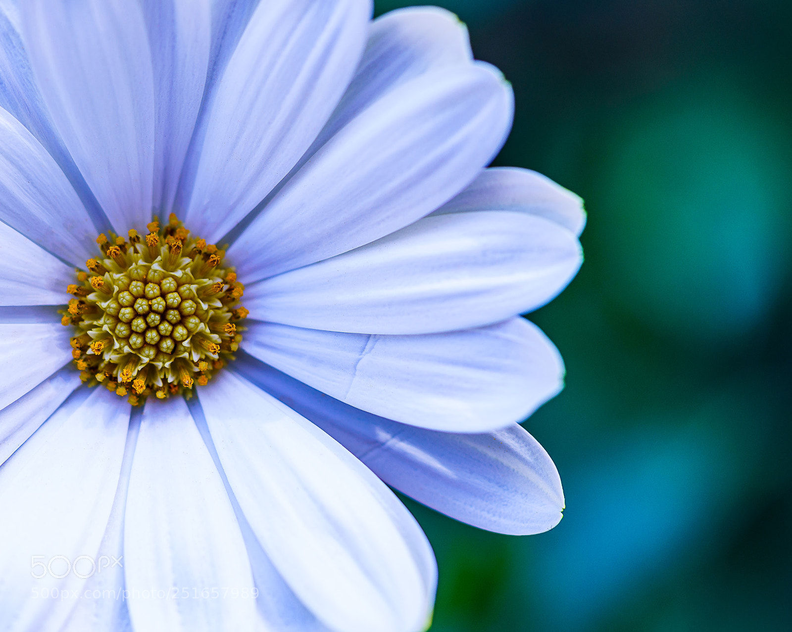 Sony a7R II sample photo. Daisy photography
