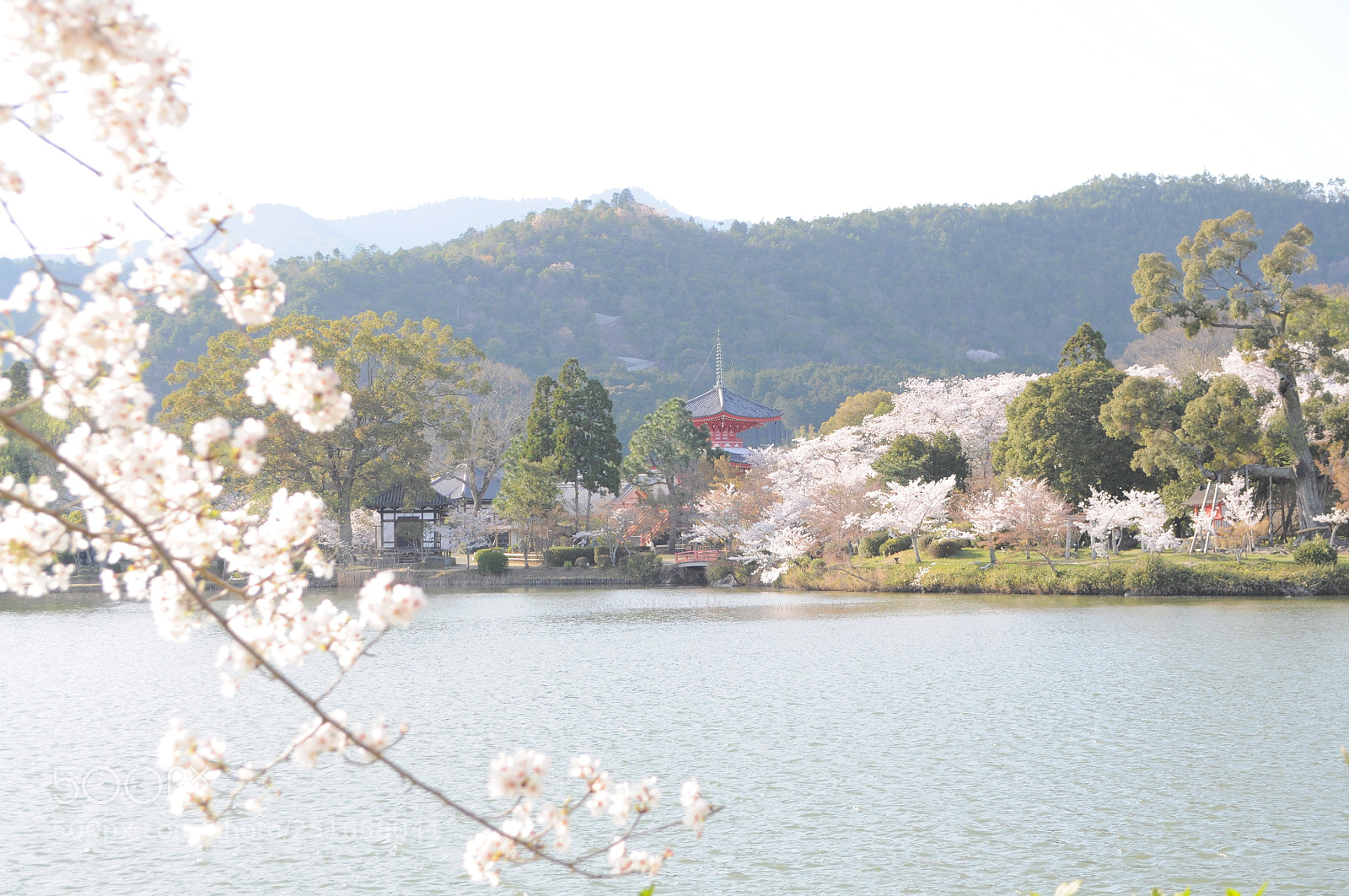 Nikon D5000 sample photo. Daikakuji temple at kyoto,japan photography