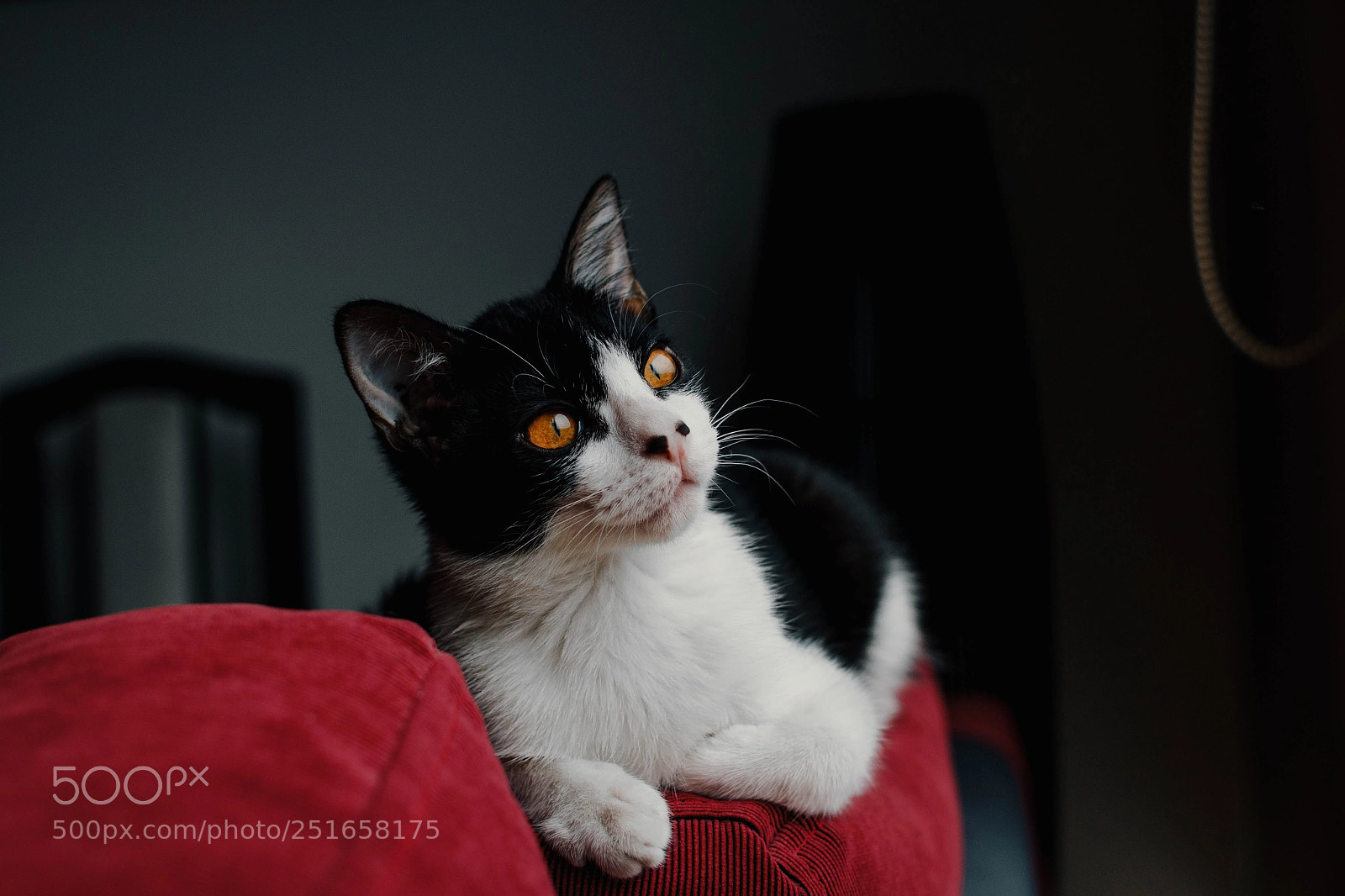 Canon EOS 60D sample photo. Aprile photography