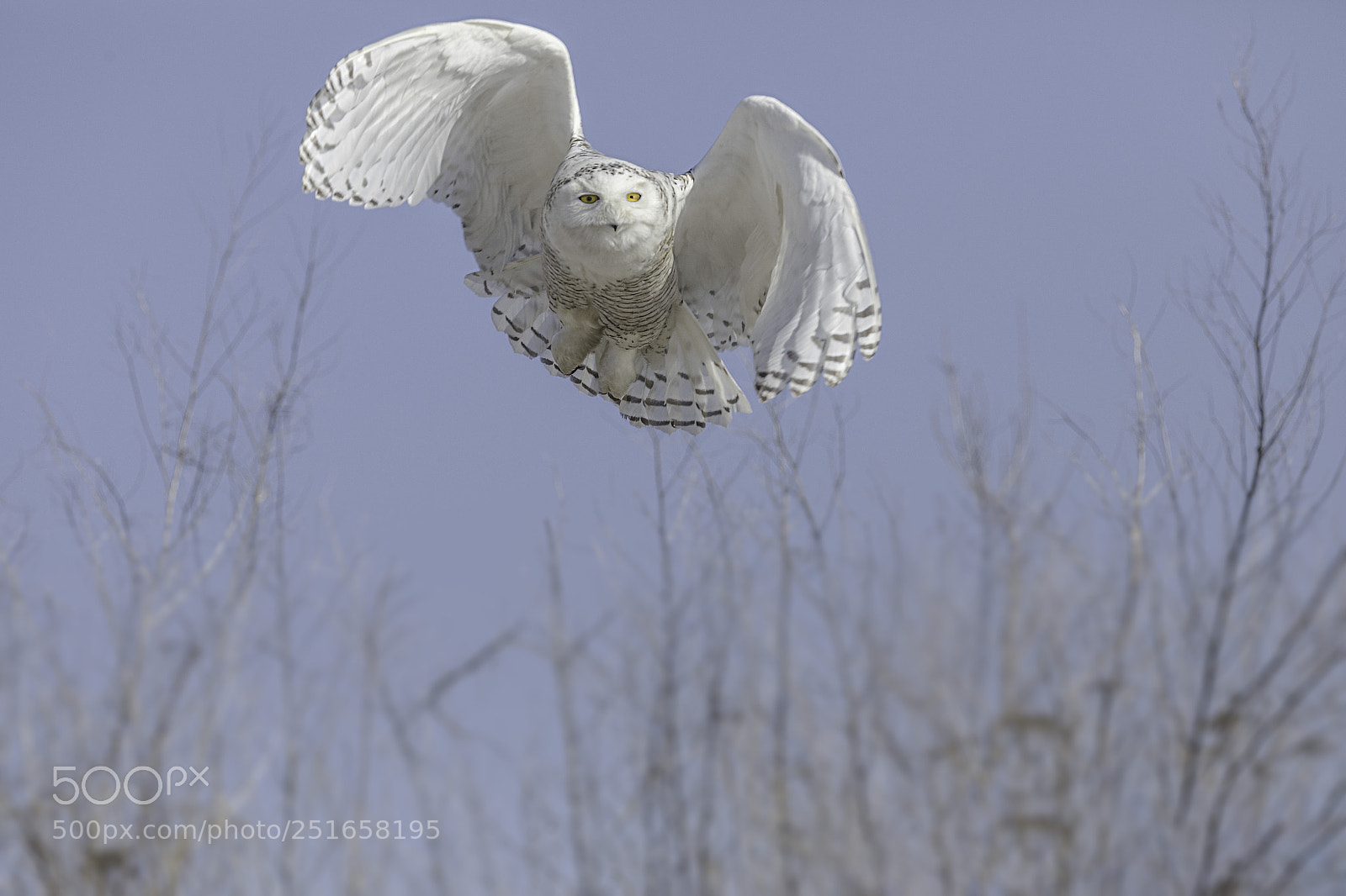 Canon EOS 5D Mark IV sample photo. Untitled photography