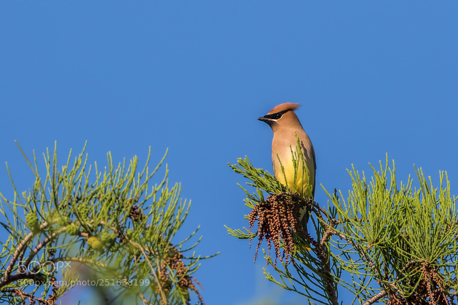 Canon EOS 7D Mark II sample photo. Cedar waxwing photography