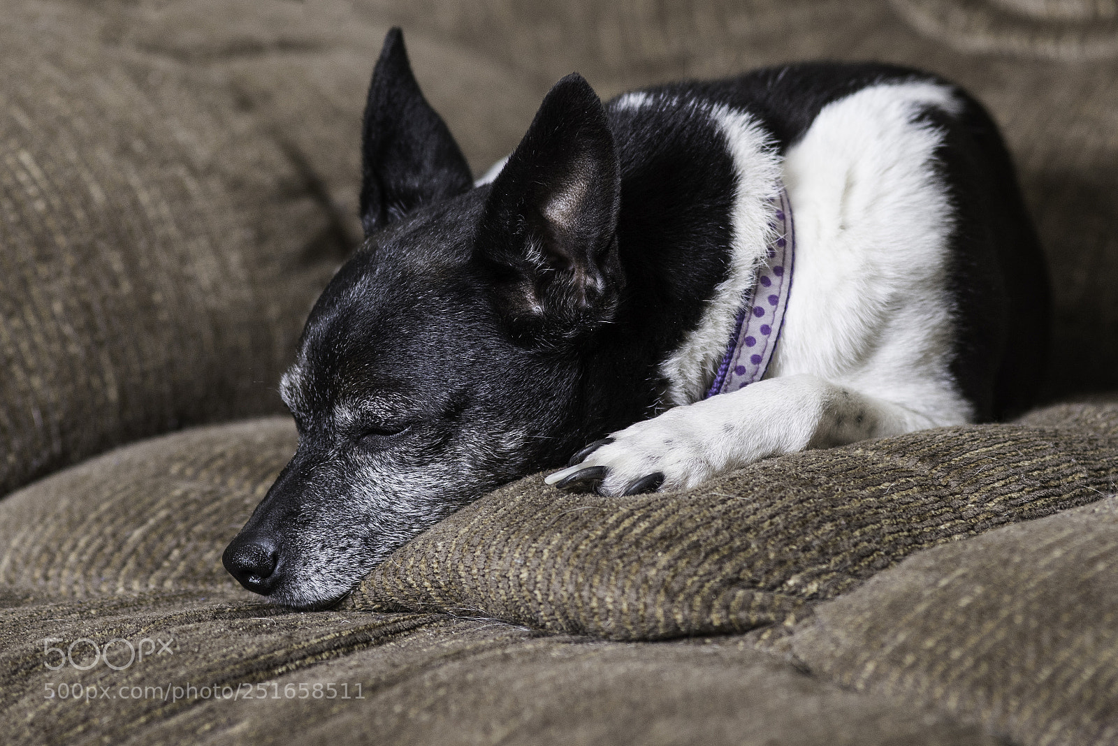 Nikon D810 sample photo. Sleeping dog photography