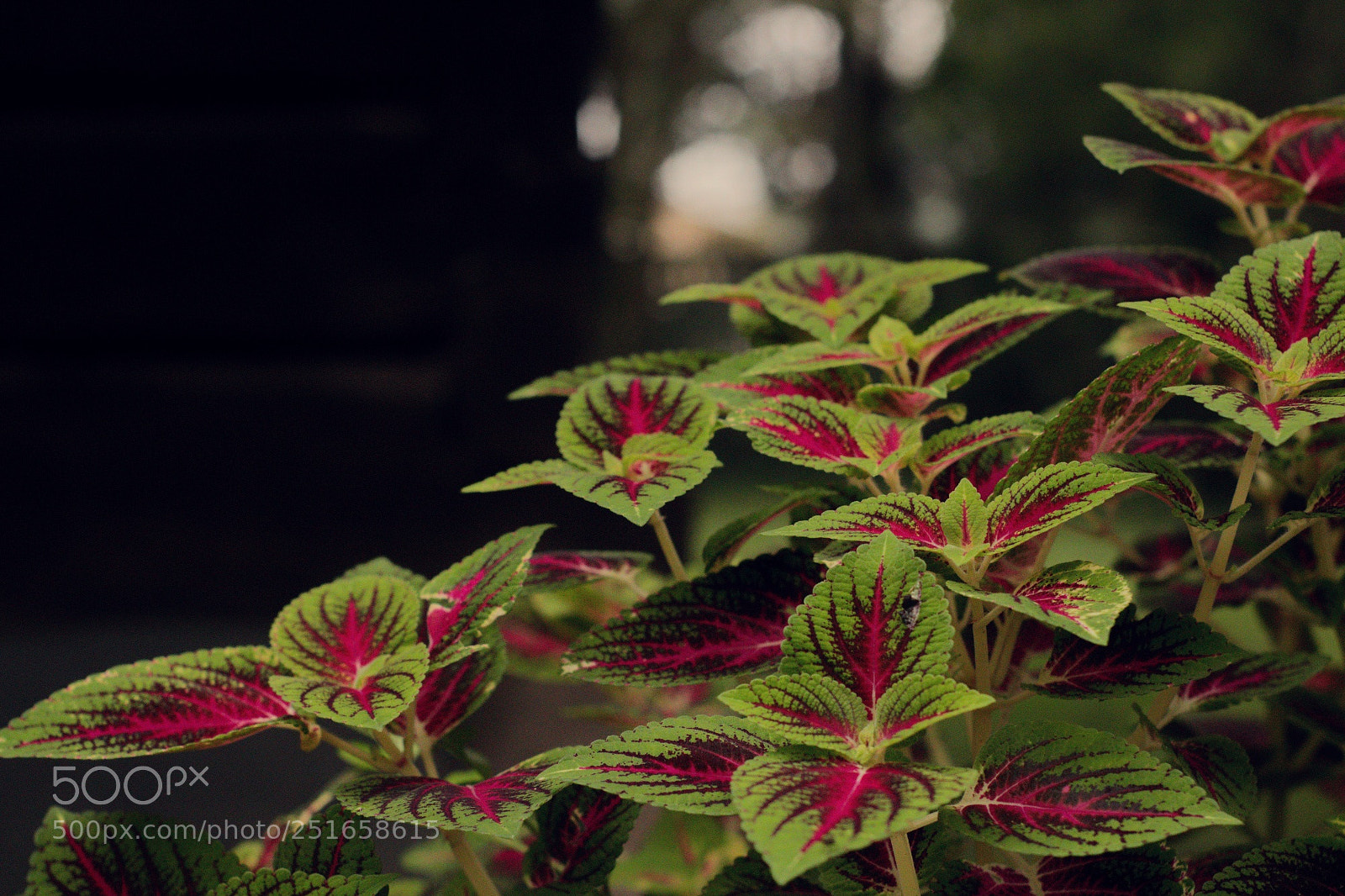 Canon EOS 750D (EOS Rebel T6i / EOS Kiss X8i) sample photo. Pink and green photography