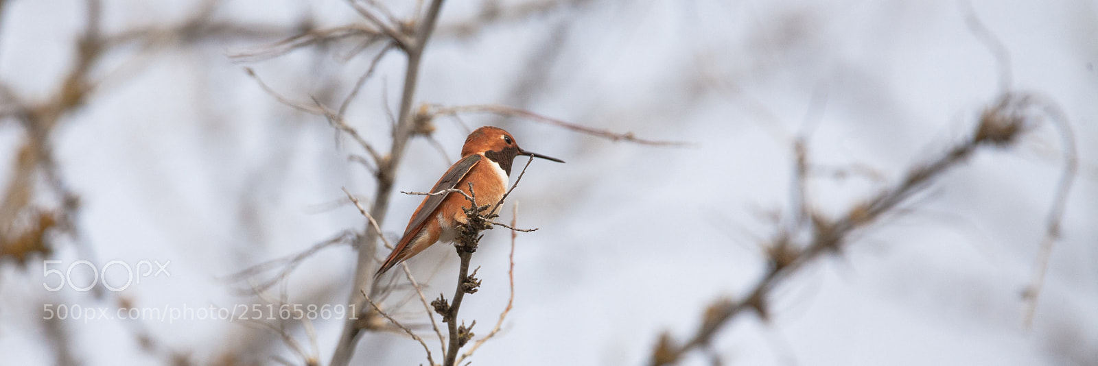 Canon EOS 5D Mark II sample photo. Hummingbird photography