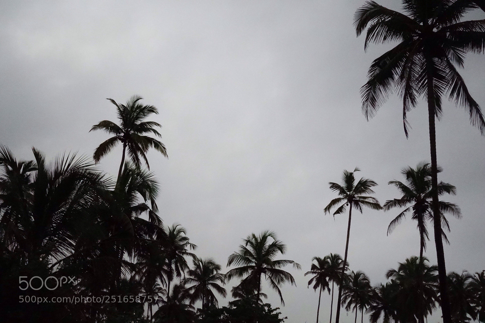 Sony Cyber-shot DSC-RX100 sample photo. Coconut trees photography