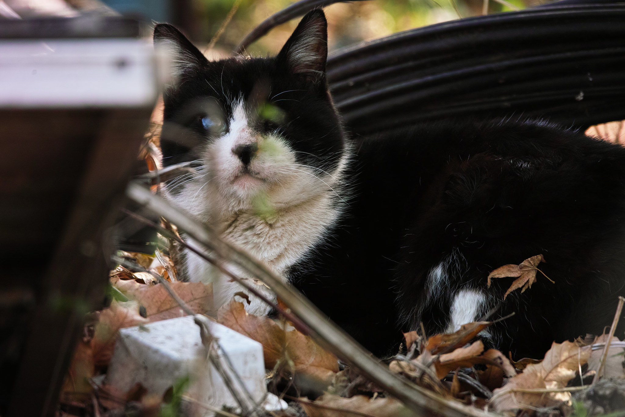 Sigma SD1 Merrill sample photo. Cat every day photography