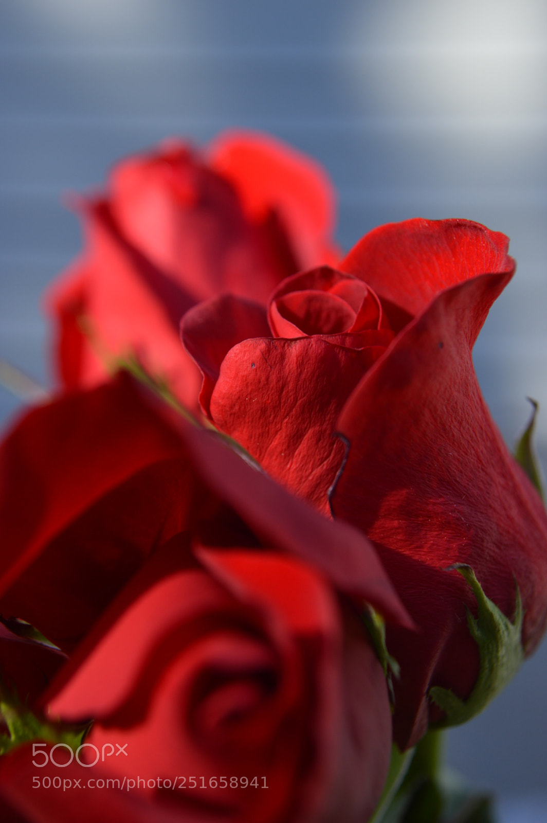 Nikon D3200 sample photo. In between rose photography