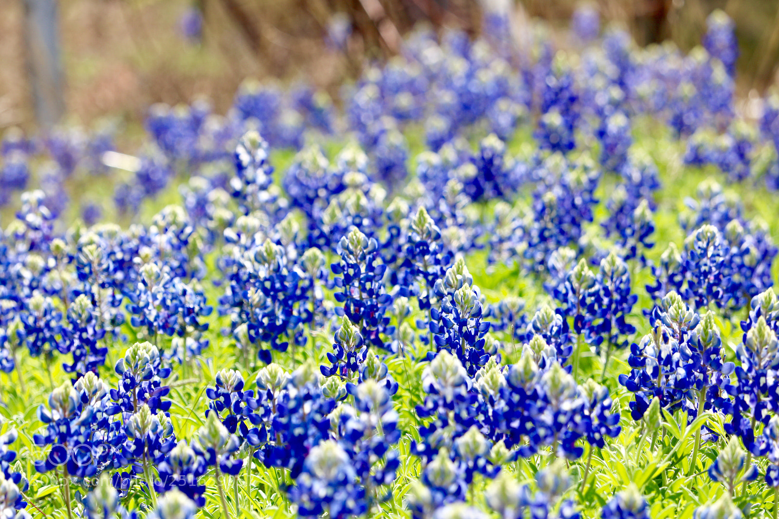 Canon EOS 750D (EOS Rebel T6i / EOS Kiss X8i) sample photo. Texas wild flower photography