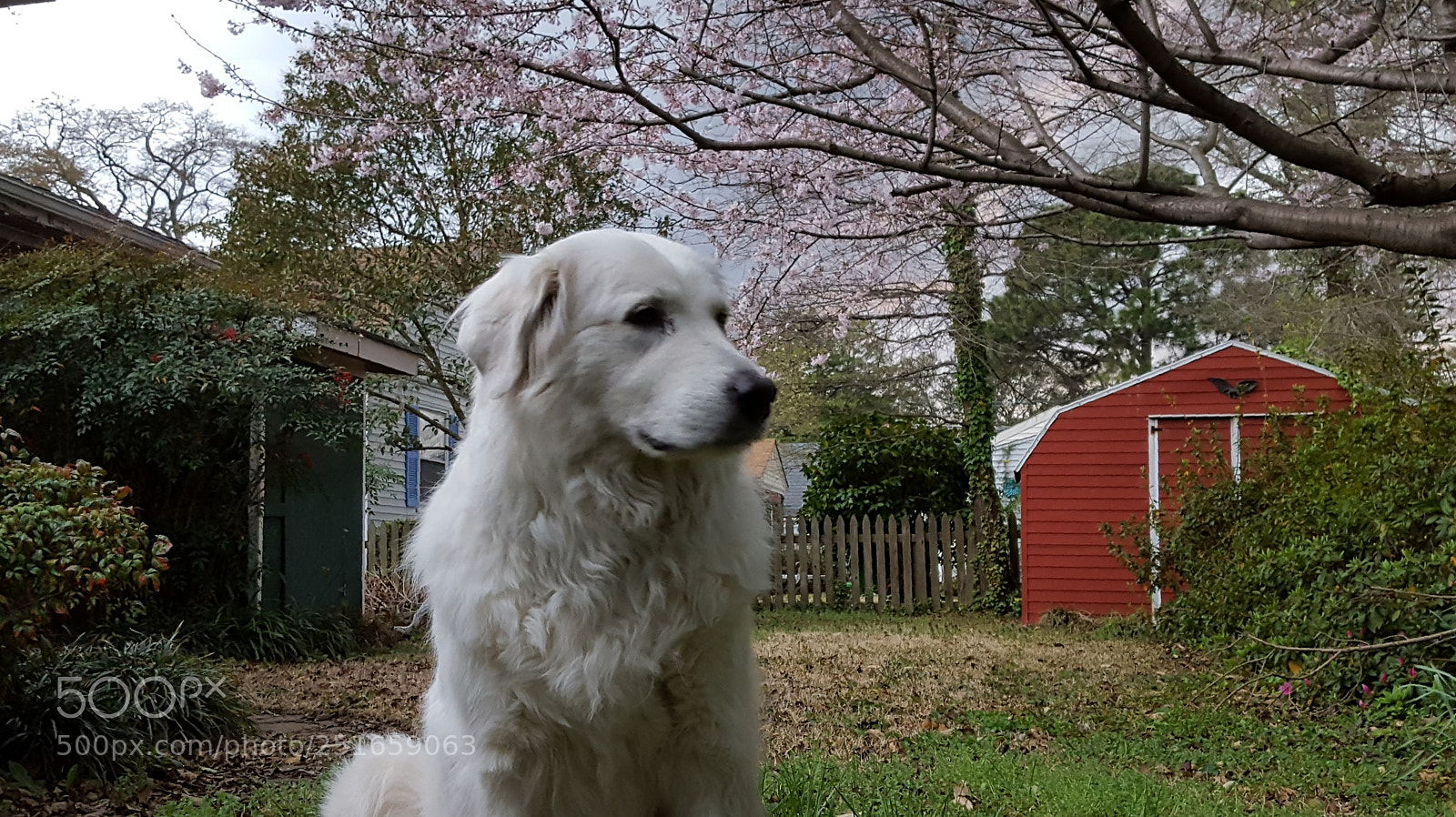 Samsung Galaxy S6 sample photo. Dog with cherry blossoms photography