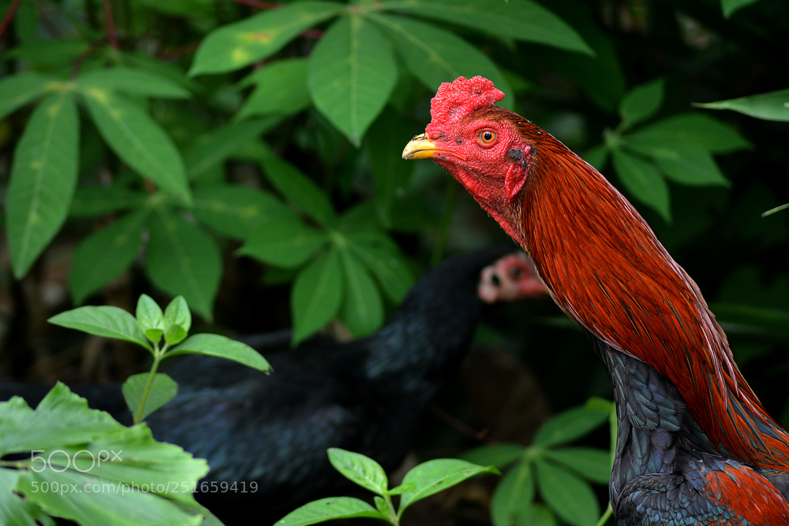 Nikon D7100 sample photo. The pride photography
