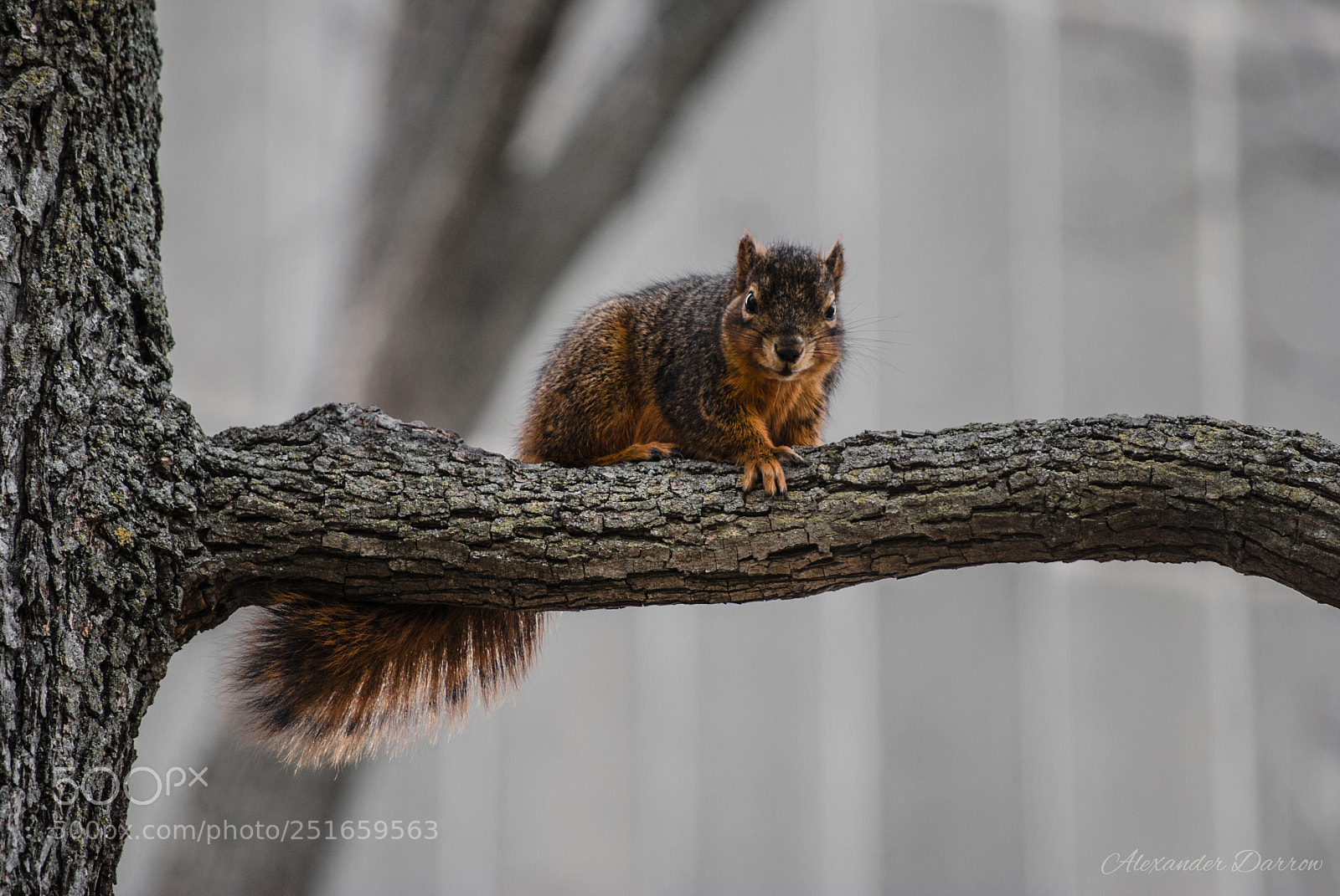 Nikon D60 sample photo. Ready to attack photography