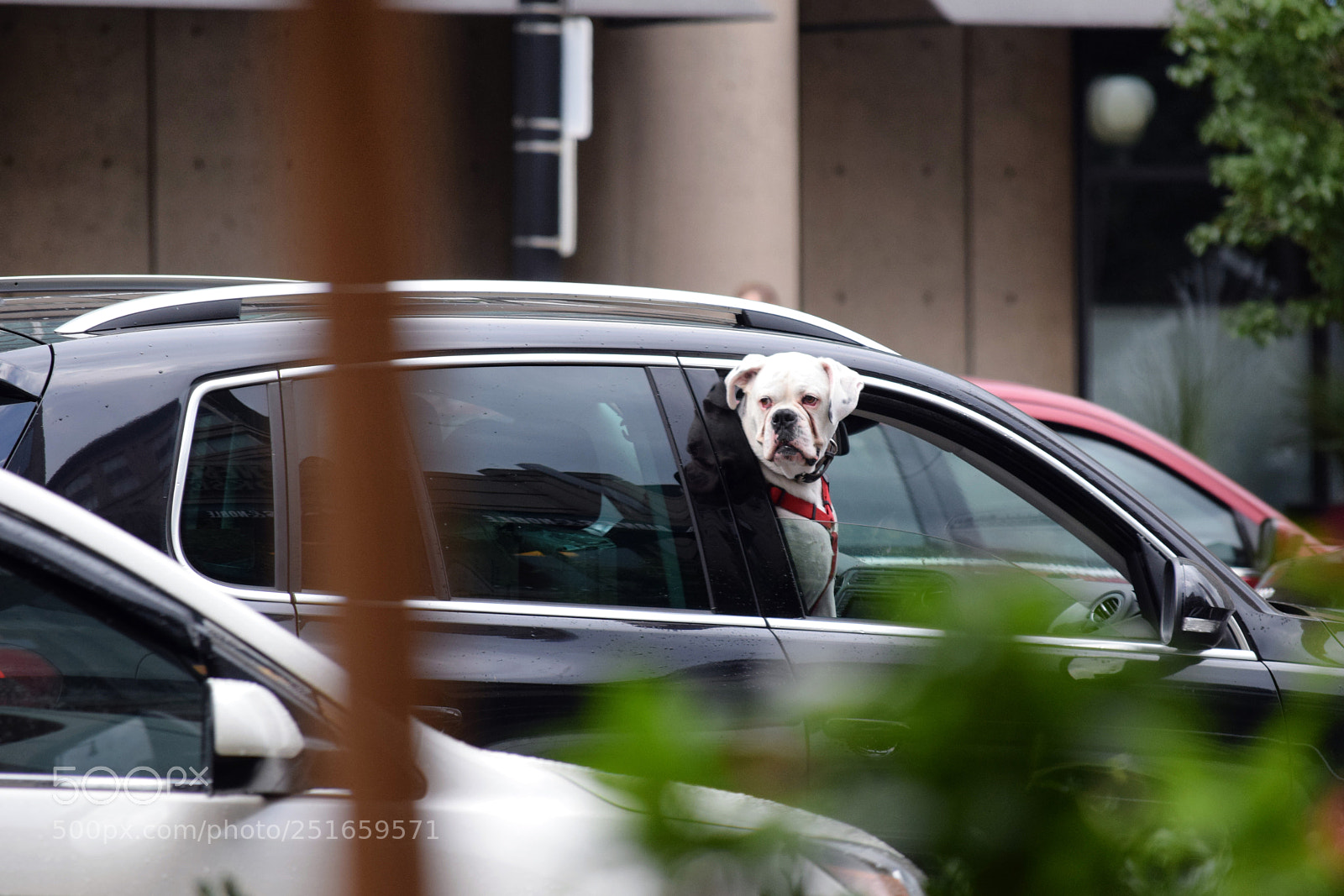 Nikon D3300 sample photo. Dog passenger photography
