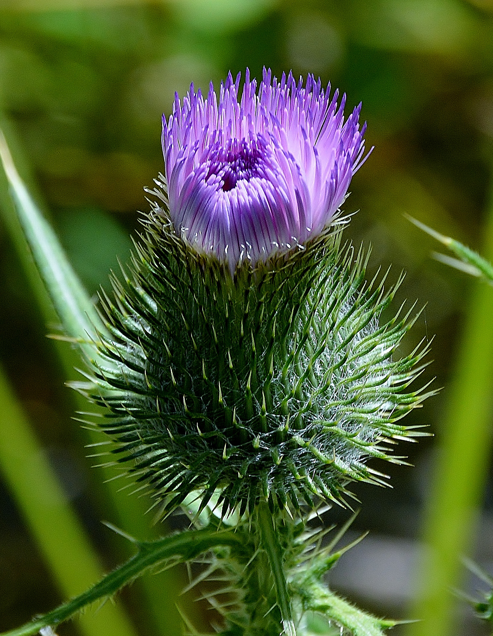 Nikon D3200 sample photo. Spring thistle, colorado skies. photography
