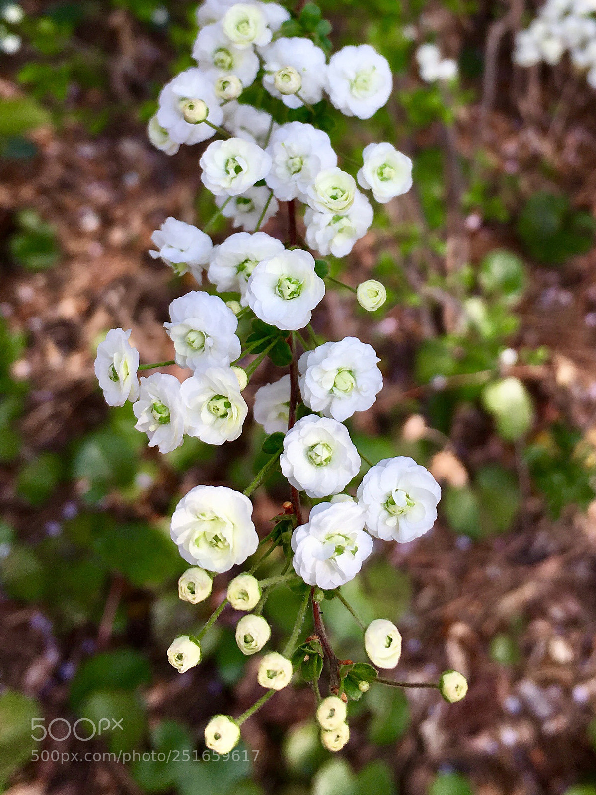 Apple iPhone 6s sample photo. Shijimibara photography