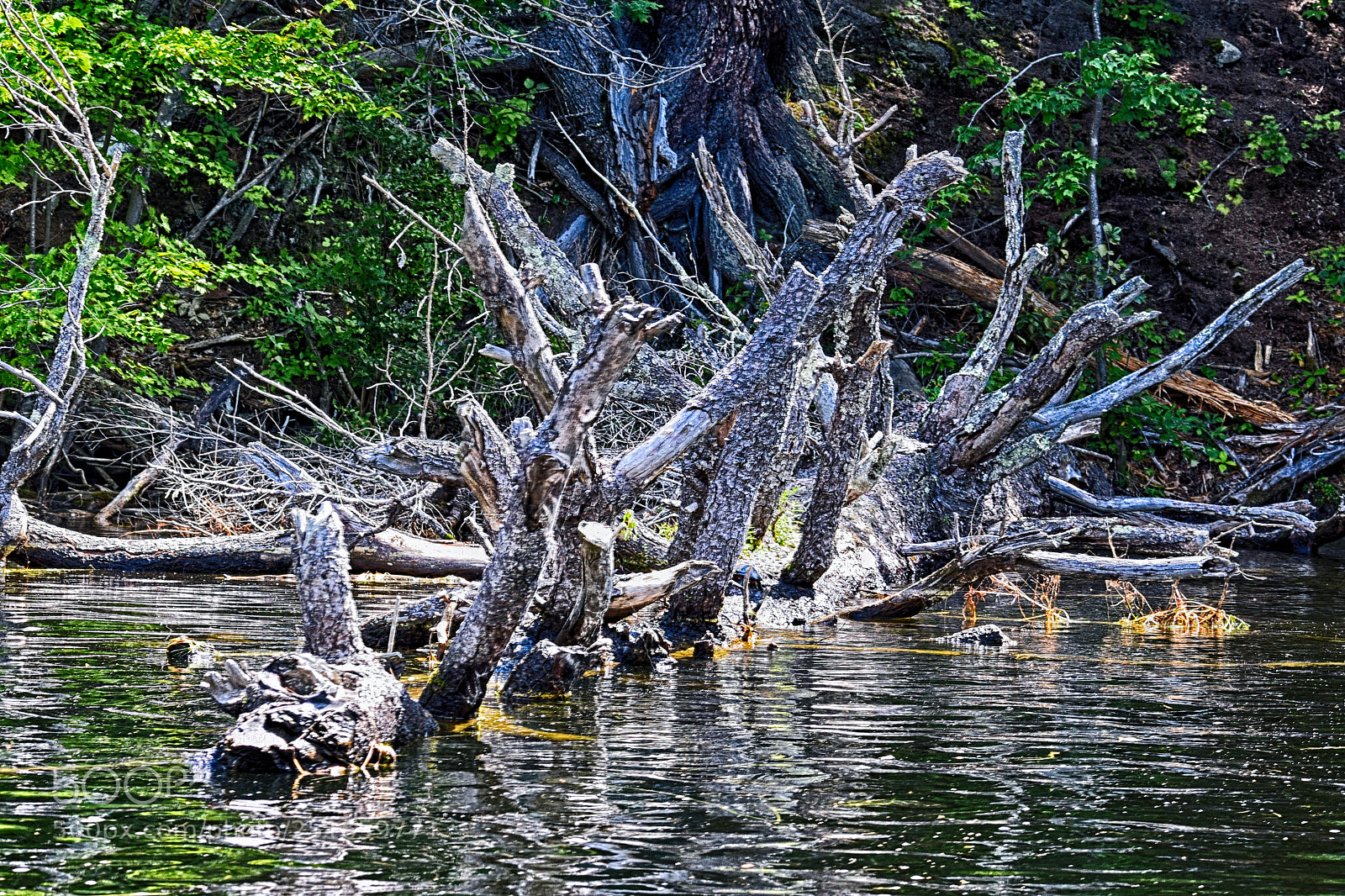 Nikon D3300 sample photo. Dead tree photography