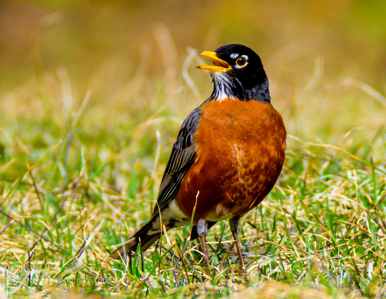 Nikon D810 sample photo. Oriole photography