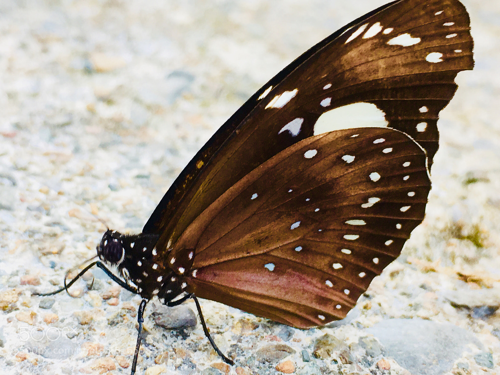 Apple iPhone 6s sample photo. Bronze wings photography