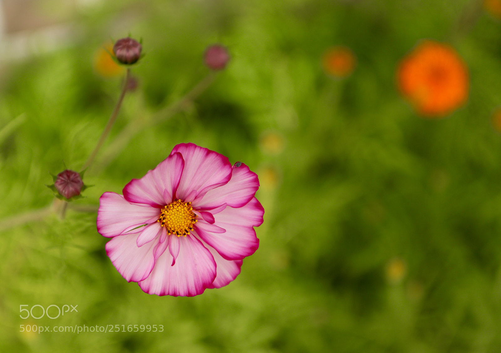 Canon EOS 80D sample photo. Daeddcfda photography
