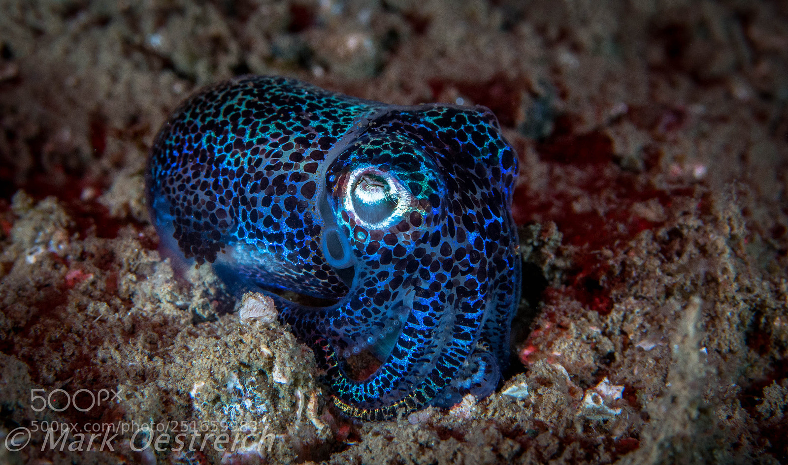 Canon EOS 70D sample photo. Bobtail squid photography