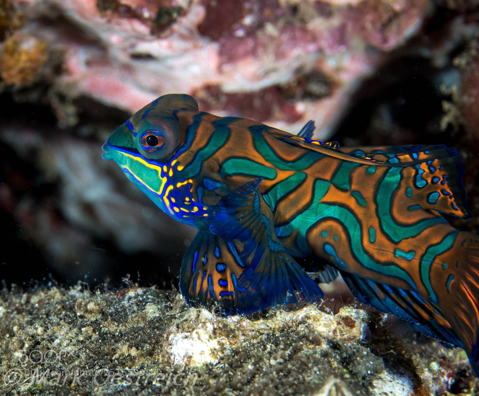 Canon EOS 70D sample photo. Mandrin fish photography