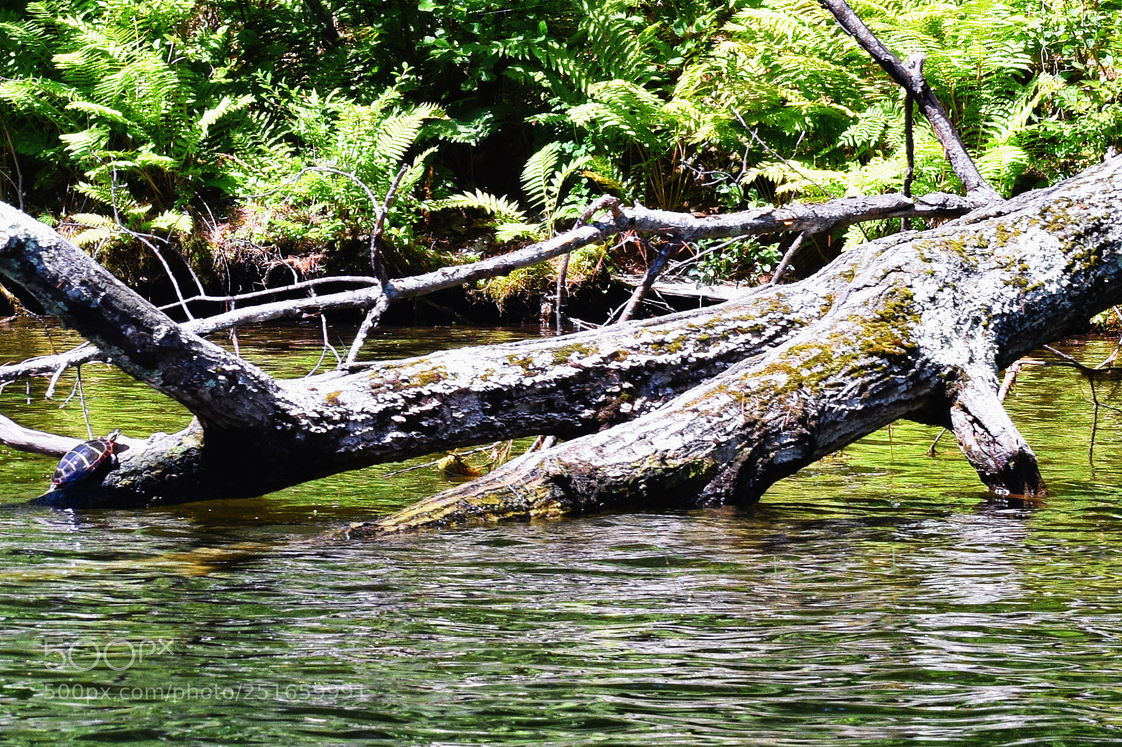 Nikon D3300 sample photo. Turtle photography