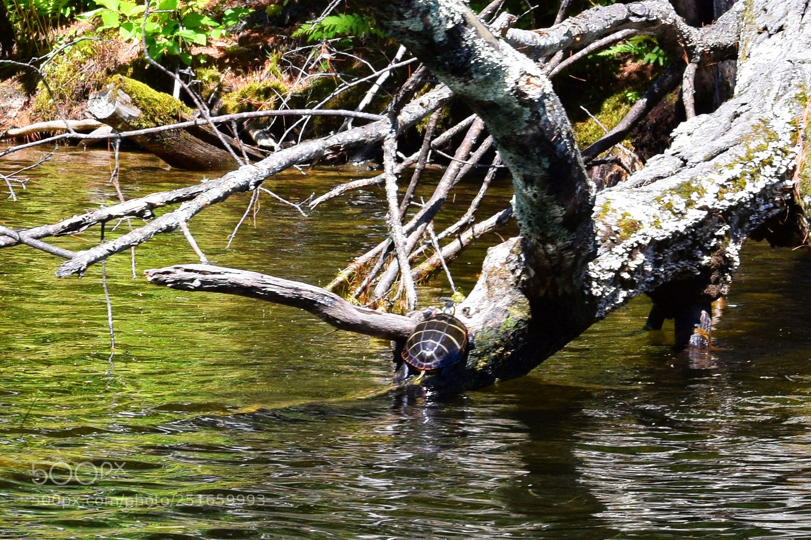 Nikon D3300 sample photo. Turtle photography