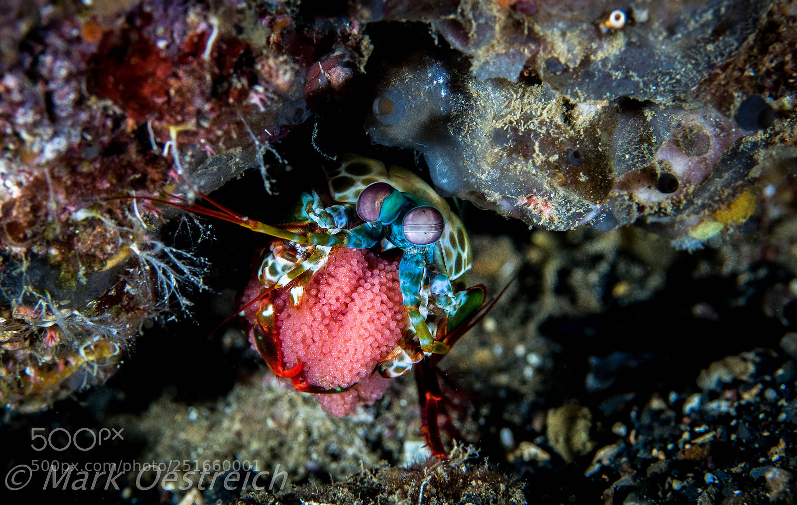 Canon EOS 70D sample photo. Mantis shrimp photography