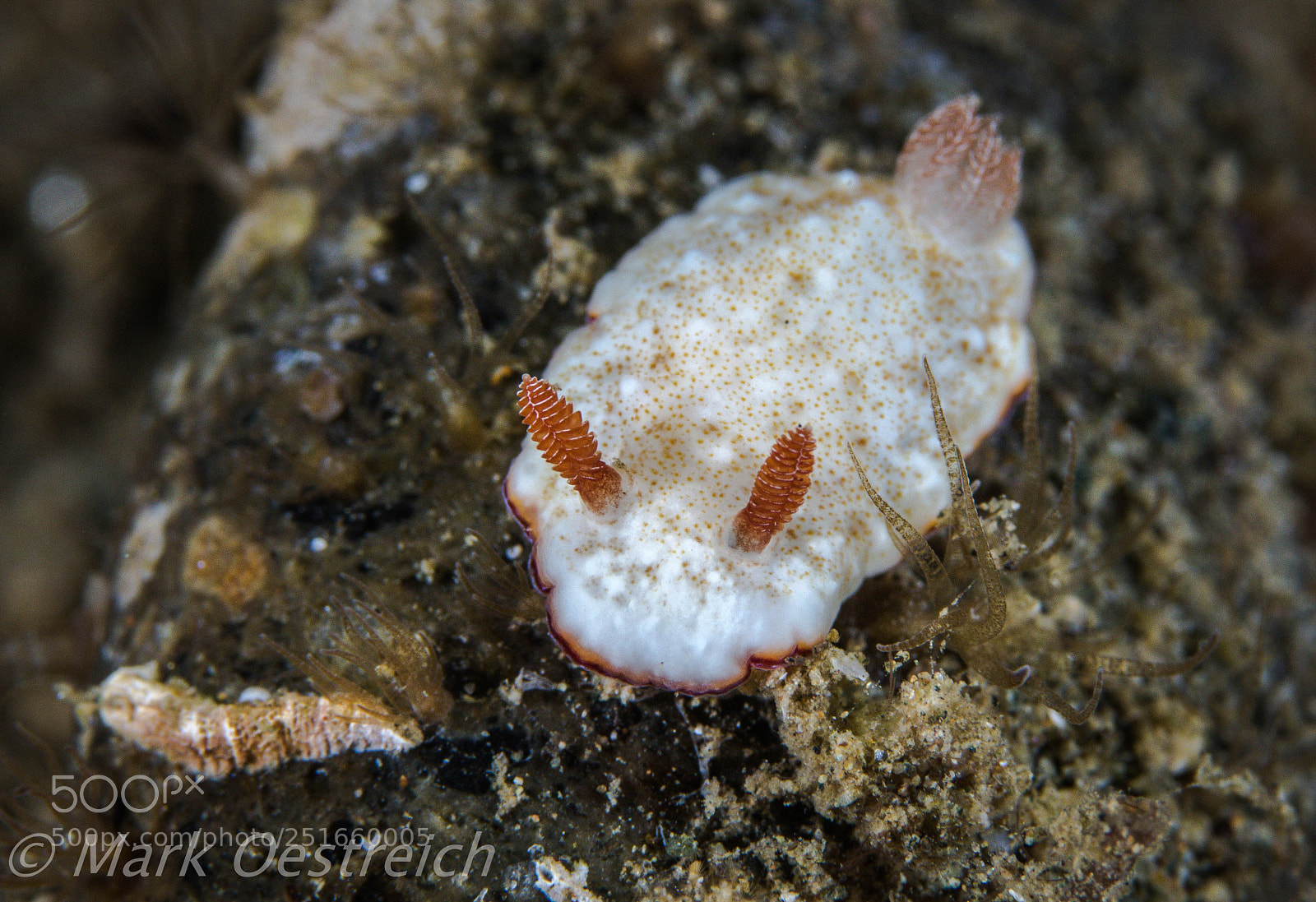 Canon EOS 70D sample photo. Sea bunny photography
