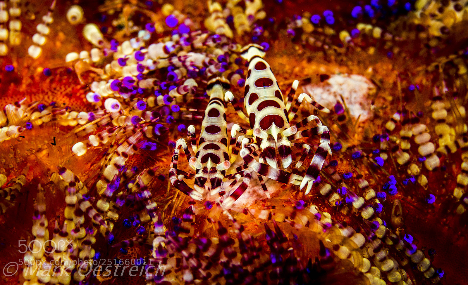 Canon EOS 70D sample photo. Shrimp photography