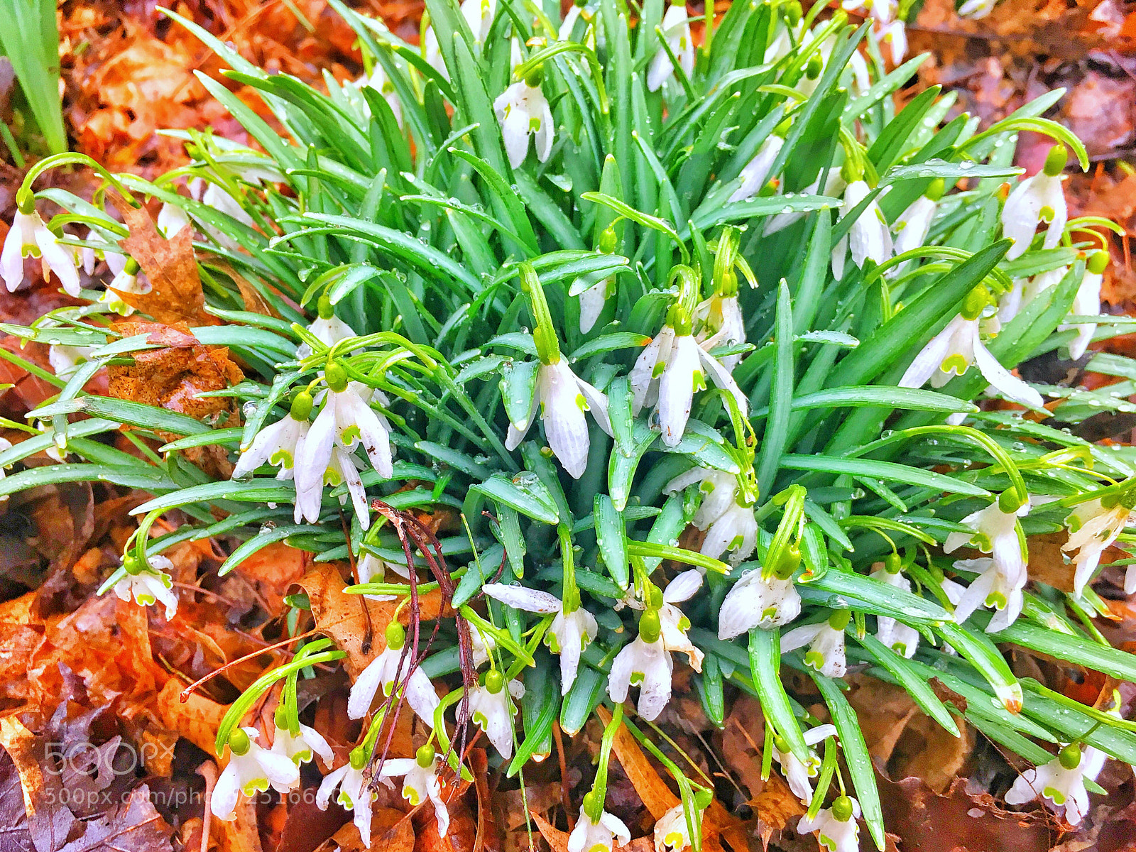 Apple iPhone 6s sample photo. Snowdrops photography