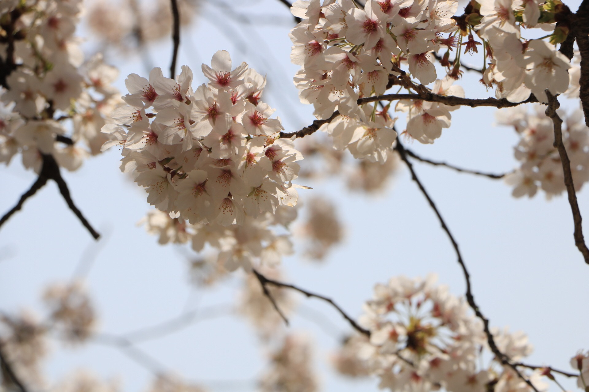 Canon EOS 760D (EOS Rebel T6s / EOS 8000D) sample photo. Cherry blossoms  photography