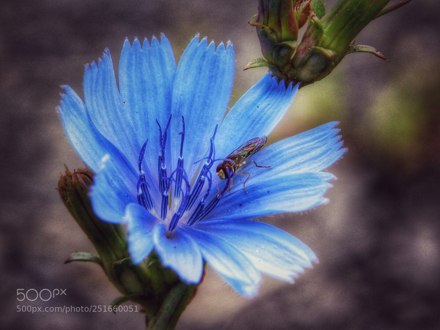Nikon Coolpix B500 sample photo. Blue wildflower  photography