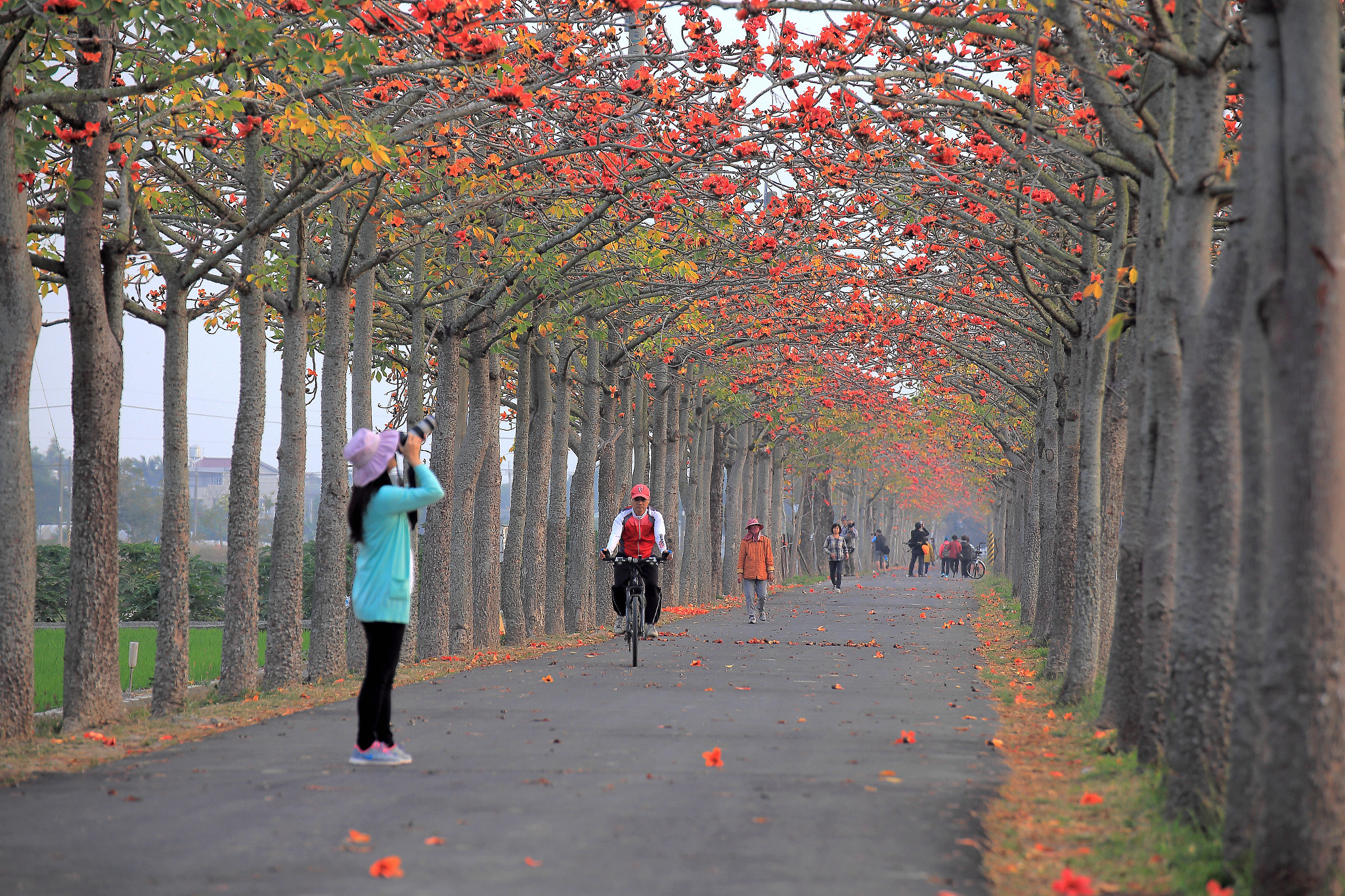 Canon EOS 6D + Tamron SP 35mm F1.8 Di VC USD sample photo. 林初埤木棉花道 photography