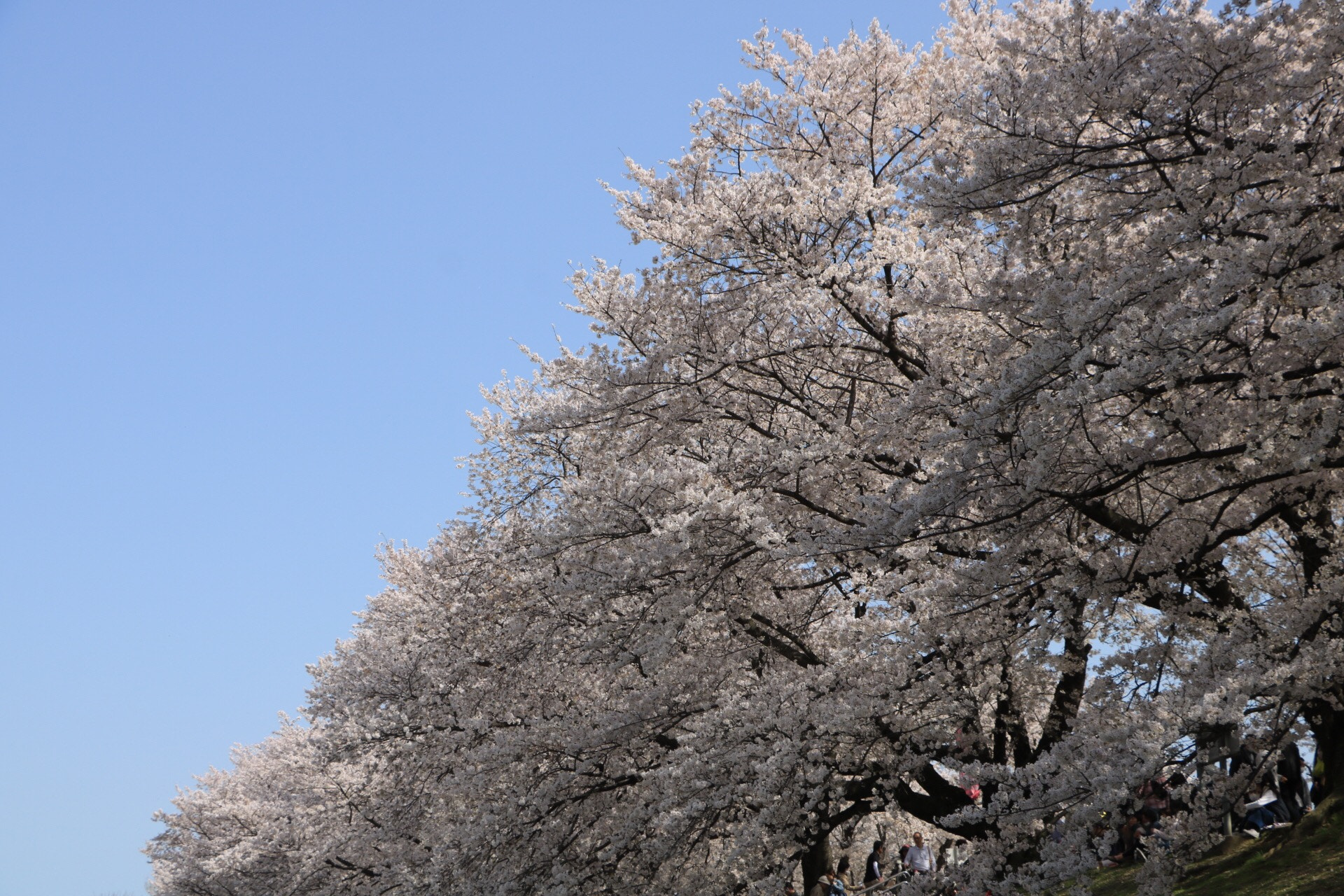 Canon EOS 760D (EOS Rebel T6s / EOS 8000D) sample photo. Cherry blossom  photography