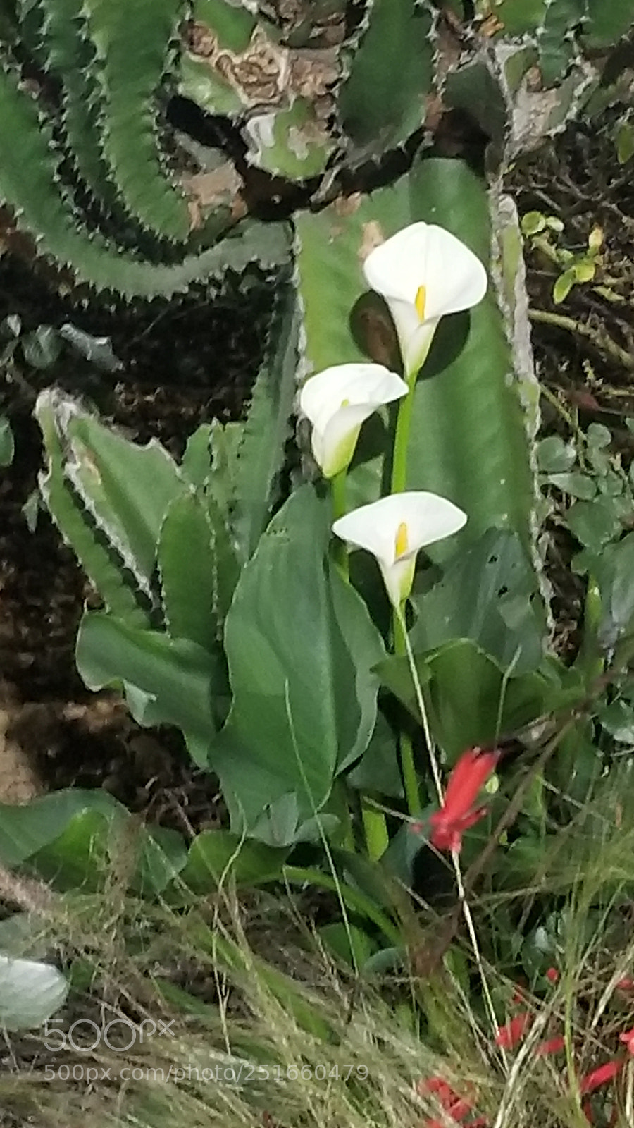 Samsung Galaxy S8+ sample photo. Opposites attract photography