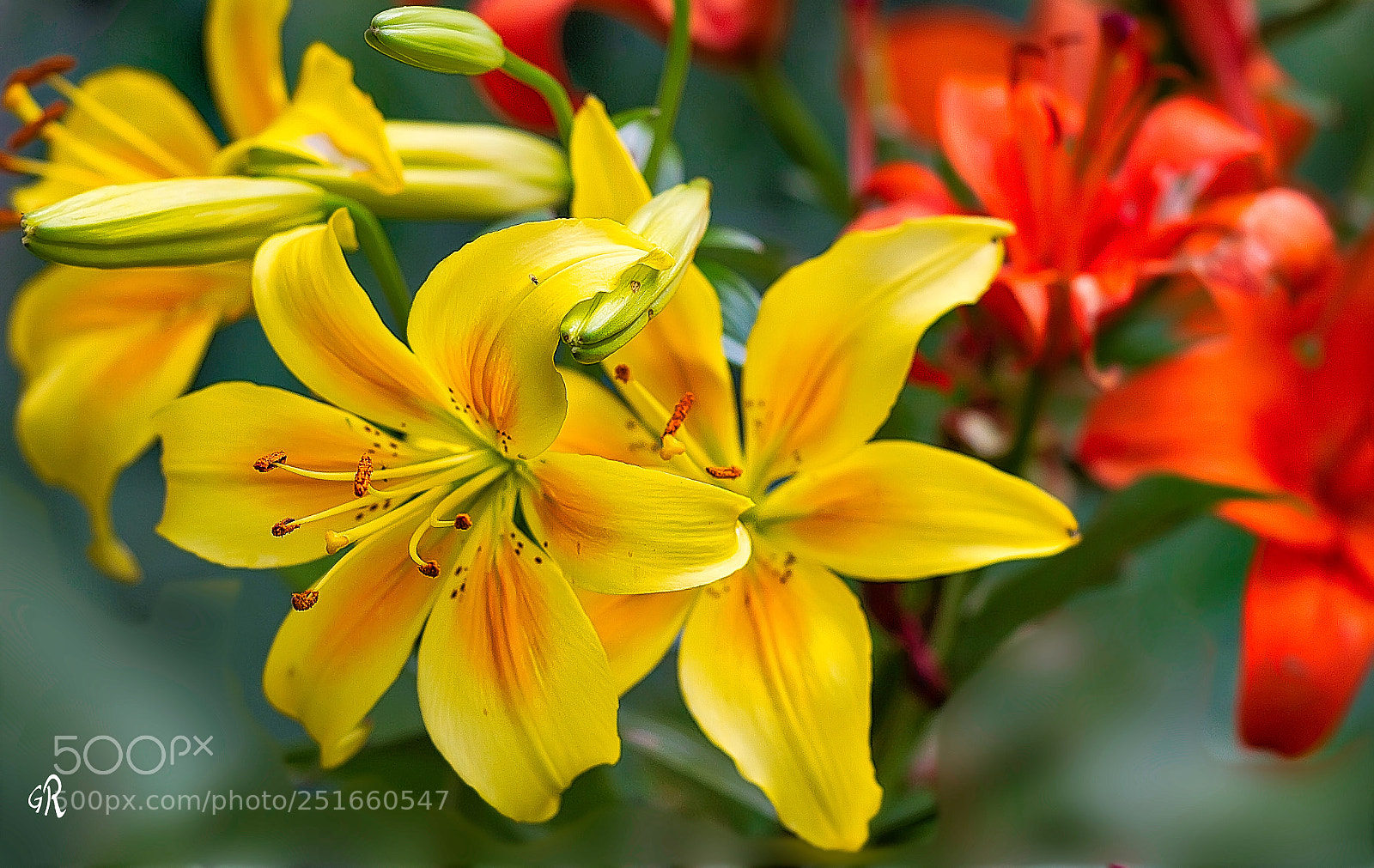 Canon EOS 7D sample photo. Surnaturelle nature photography