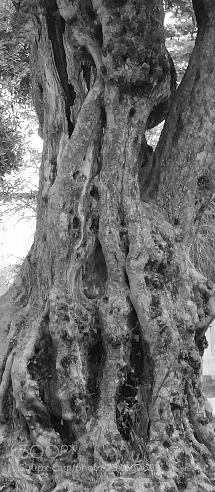 Samsung Galaxy Note4 sample photo. Olive tree photography