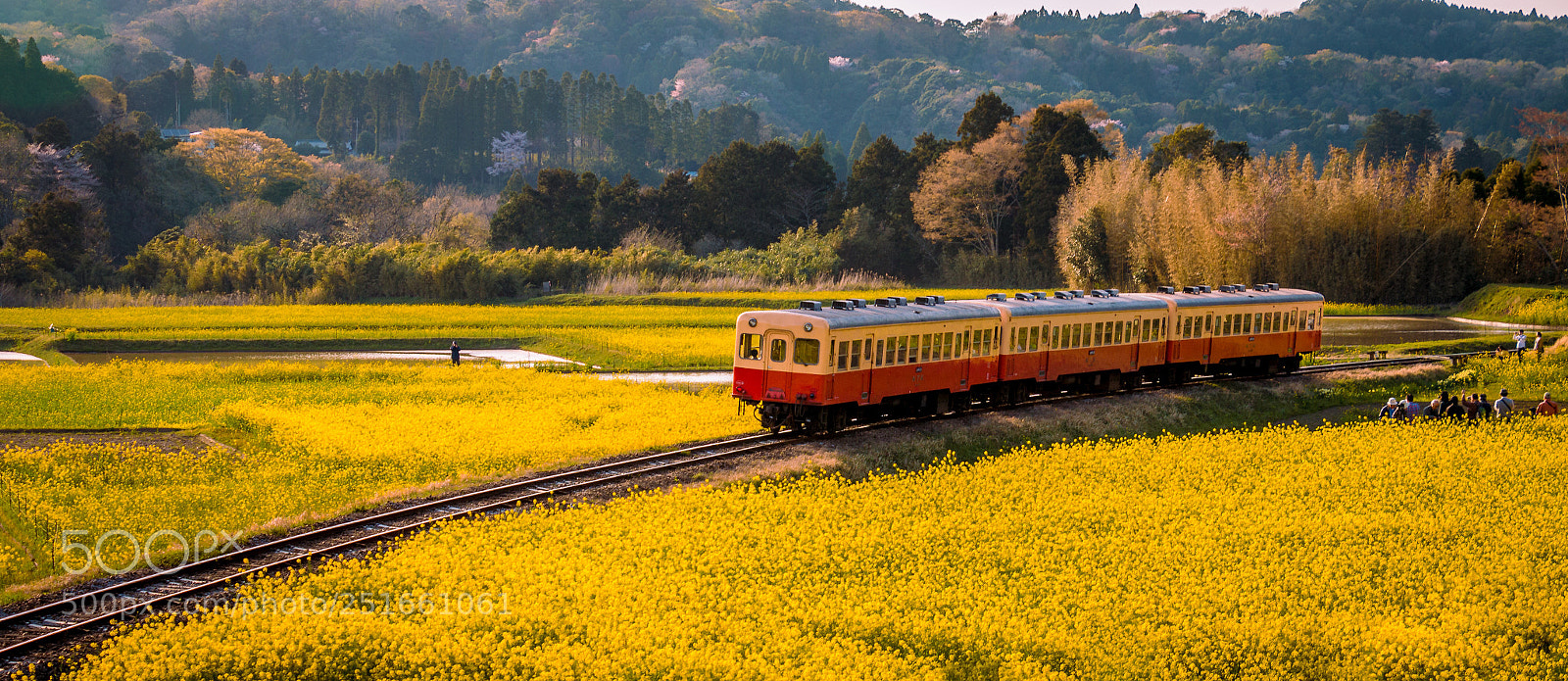 Canon EOS 70D sample photo. Train in the canola photography