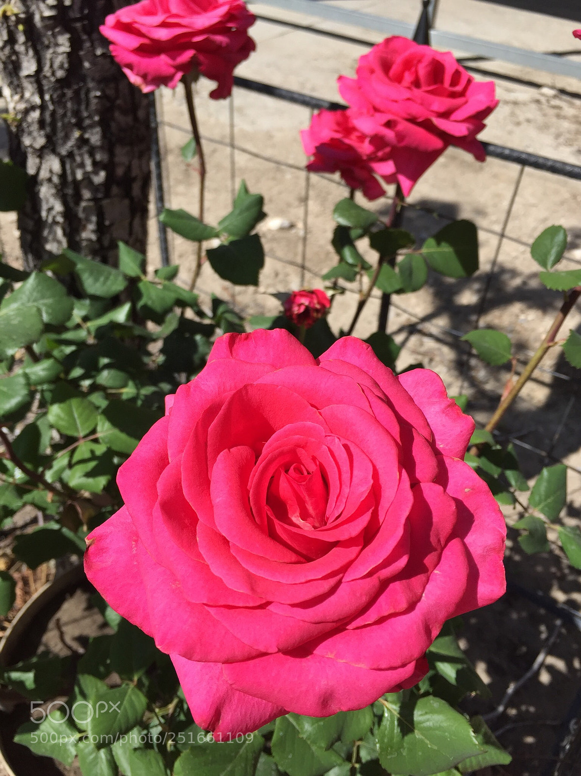 Apple iPhone 6 sample photo. Garden rose photography