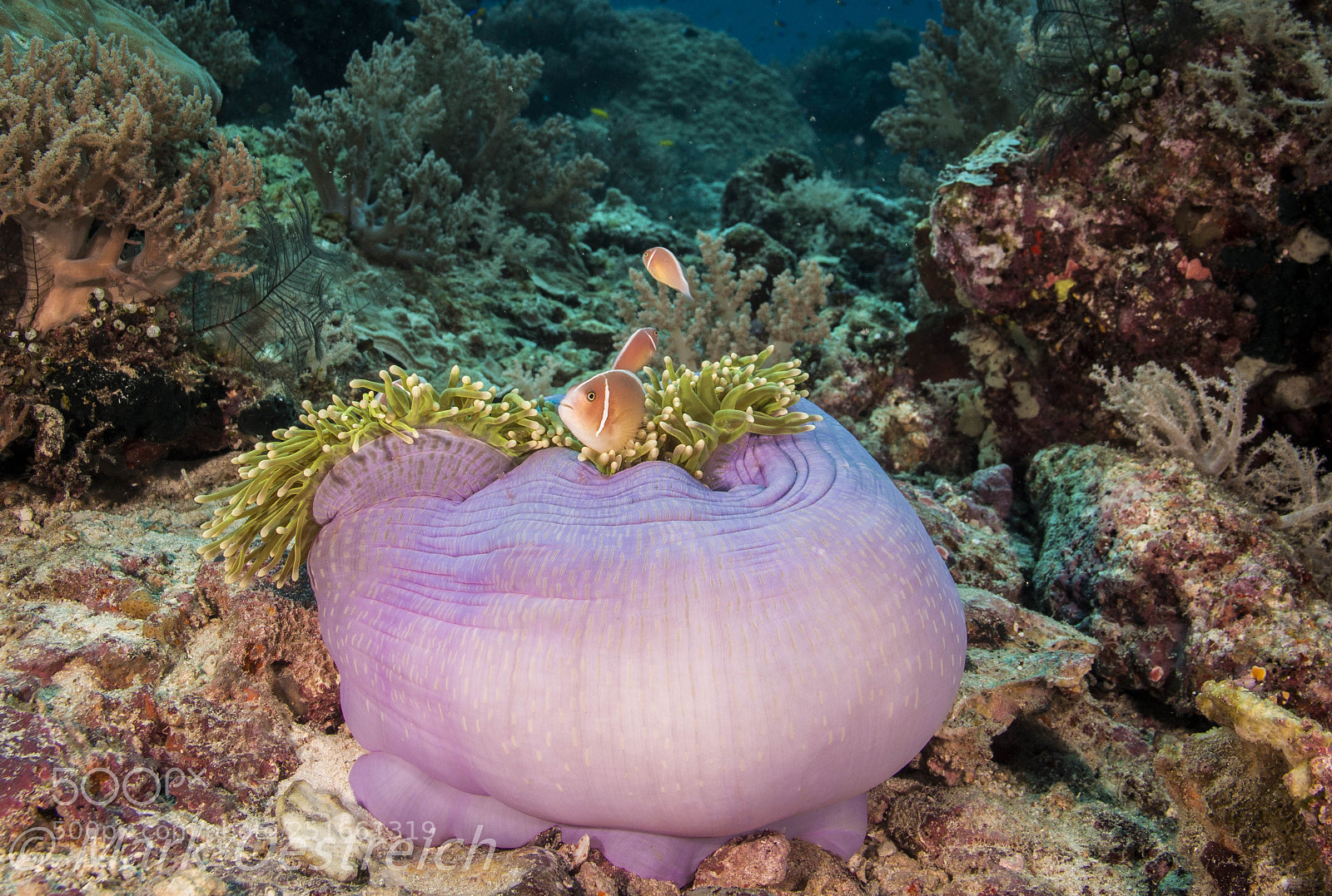 Canon EOS 70D sample photo. Nemo in ball anenome photography
