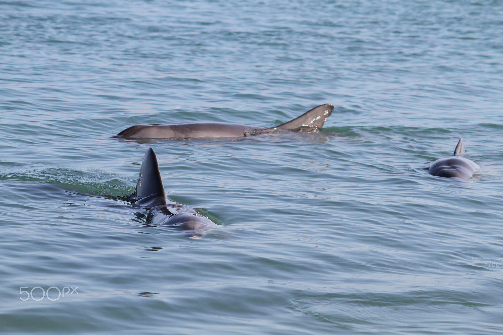 Canon EF-S 55-250mm F4-5.6 IS sample photo. Monkey mia dolphin photography