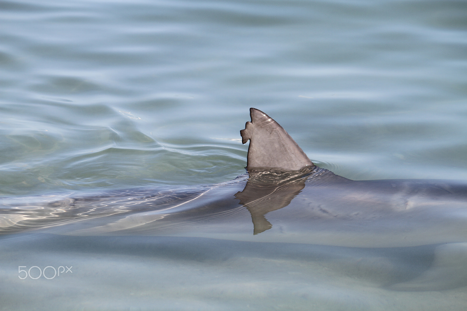 Canon EF-S 55-250mm F4-5.6 IS sample photo. Monkey mia dolphin photography